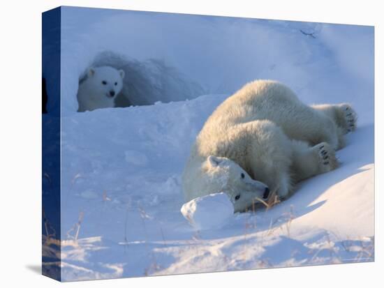 Polar Bear with Cubs, (Ursus Maritimus), Churchill, Manitoba, Canada-Thorsten Milse-Premier Image Canvas