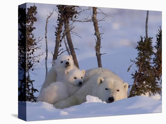 Polar Bear with Cubs, (Ursus Maritimus), Churchill, Manitoba, Canada-Thorsten Milse-Premier Image Canvas