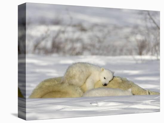 Polar Bear with Cubs, (Ursus Maritimus), Churchill, Manitoba, Canada-Thorsten Milse-Premier Image Canvas