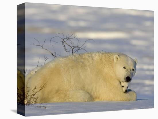 Polar Bear with Cubs, (Ursus Maritimus), Churchill, Manitoba, Canada-Thorsten Milse-Premier Image Canvas