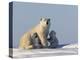 Polar Bear with Cubs, (Ursus Maritimus), Churchill, Manitoba, Canada-Thorsten Milse-Premier Image Canvas