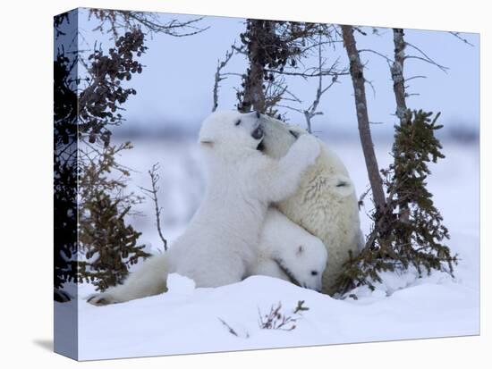 Polar Bear with Cubs, (Ursus Maritimus), Churchill, Manitoba, Canada-Thorsten Milse-Premier Image Canvas