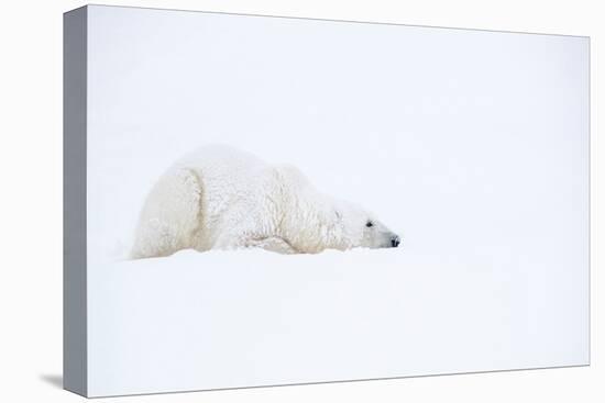 Polar bear with snow encrusted fur, sleeping in snow, Canada-Danny Green-Premier Image Canvas