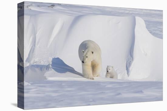 Polar Bear with Spring Cub, ANWR, Alaska, USA-Steve Kazlowski-Premier Image Canvas