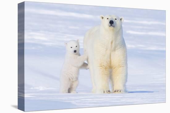 Polar Bear with Spring Cub, ANWR, Alaska, USA-Steve Kazlowski-Premier Image Canvas