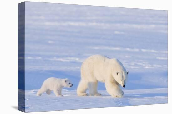 Polar Bear with Spring Cub, ANWR, Alaska, USA-Steve Kazlowski-Premier Image Canvas