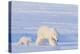 Polar Bear with Spring Cub, ANWR, Alaska, USA-Steve Kazlowski-Premier Image Canvas