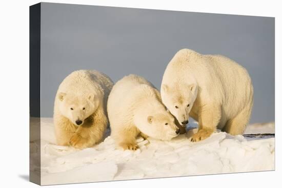 Polar Bear with Two 2-Year-Old Cubs, Bernard Spit, ANWR, Alaska, USA-Steve Kazlowski-Premier Image Canvas