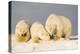 Polar Bear with Two 2-Year-Old Cubs, Bernard Spit, ANWR, Alaska, USA-Steve Kazlowski-Premier Image Canvas