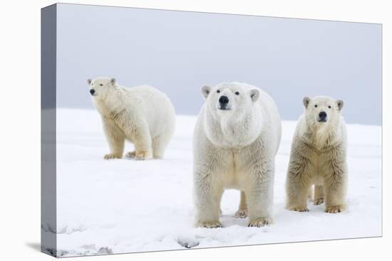 Polar Bear with Two 2-Year-Old Cubs, Bernard Spit, ANWR, Alaska, USA-Steve Kazlowski-Premier Image Canvas