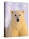 Polar Bear Yearling-John Conrad-Premier Image Canvas