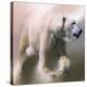 Polar Bear-Paul Miners-Stretched Canvas