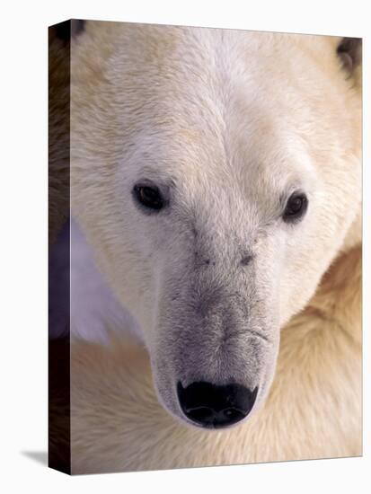 Polar bear-Kevin Schafer-Premier Image Canvas