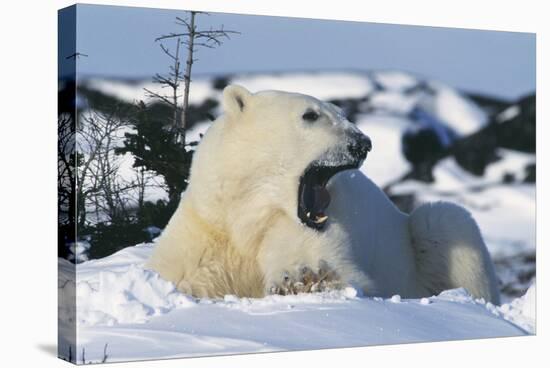 Polar Bear-Doug Allan-Premier Image Canvas