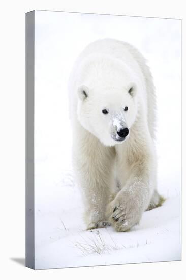 Polar Bear-null-Premier Image Canvas