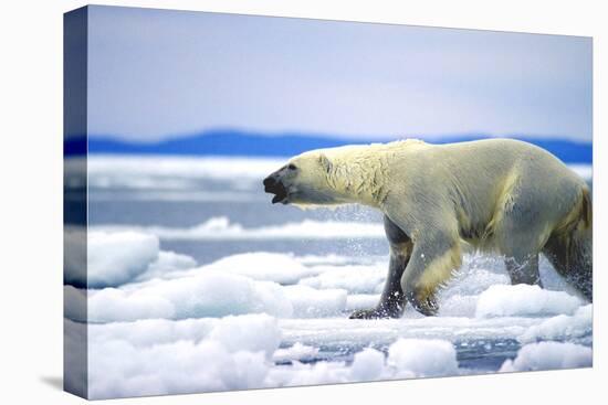 Polar Bear-null-Premier Image Canvas