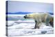 Polar Bear-null-Premier Image Canvas