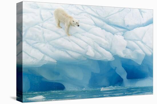 Polar Bear-Joan Gil Raga-Premier Image Canvas