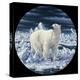 Polar Bear-Jeff Tift-Premier Image Canvas