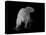 Polar Bear-Geraldine Aikman-Premier Image Canvas