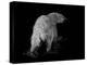 Polar Bear-Geraldine Aikman-Premier Image Canvas