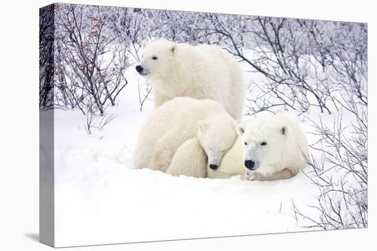 Polar Bears, Female and Two Cubs, Churchill Wildlife Area, Mb-Richard ans Susan Day-Premier Image Canvas