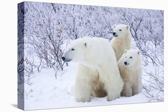 Polar Bears, Female and Two Cubs, Churchill Wildlife Area, Mb-Richard ans Susan Day-Premier Image Canvas