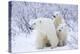 Polar Bears, Female and Two Cubs, Churchill Wildlife Area, Mb-Richard ans Susan Day-Premier Image Canvas