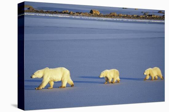 Polar Bears Female with 2 Cubs Walking on Frozen Pond, Churchill, Manitoba, Canada-Richard and Susan Day-Premier Image Canvas