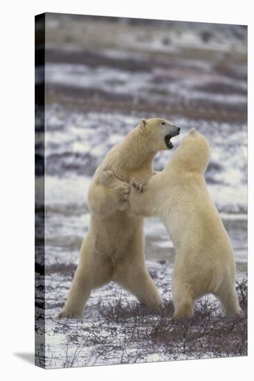 Polar Bears Fighting-DLILLC-Premier Image Canvas