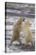 Polar Bears Fighting-DLILLC-Premier Image Canvas
