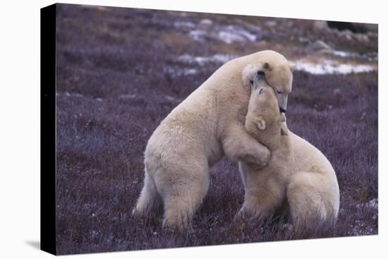 Polar Bears Hugging-DLILLC-Premier Image Canvas