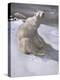 Polar Bears in Snow-Carl Ederer-Premier Image Canvas