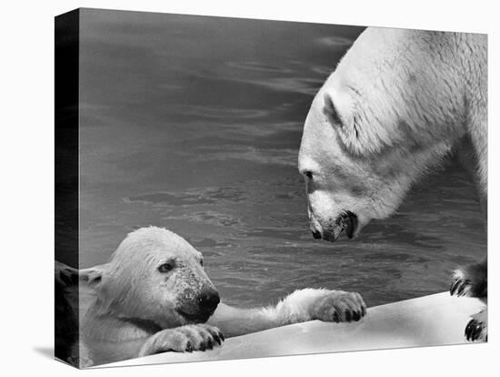 Polar Bears Looking at Each Other-Bill Varie-Premier Image Canvas