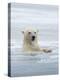 Polar Bears Near Kaktovic, Alaska-Howie Garber-Premier Image Canvas
