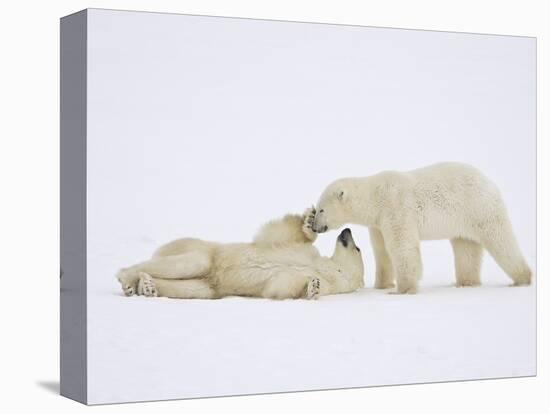 Polar Bears Playing-John Conrad-Premier Image Canvas