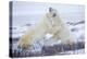 Polar Bears Sparring in Churchill Wildlife Management Area, Churchill, Manitoba, Canada-Richard and Susan Day-Premier Image Canvas