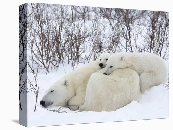 Polar Bears (Ursus Maritimus), Churchill, Hudson Bay, Manitoba, Canada-Thorsten Milse-Premier Image Canvas