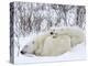 Polar Bears (Ursus Maritimus), Churchill, Hudson Bay, Manitoba, Canada-Thorsten Milse-Premier Image Canvas