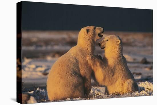 Polar Bears-Doug Allan-Premier Image Canvas