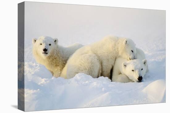 Polar Bears-null-Premier Image Canvas