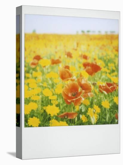 Polaroid of Field of Poppies and Yellow Wild Flowers, Near Fez, Morocco, North Africa, Africa-Lee Frost-Premier Image Canvas