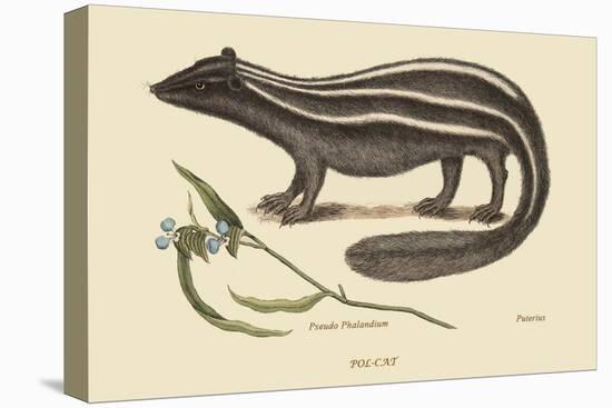 Polcat-Mark Catesby-Stretched Canvas