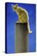 Pole Cat-Will Bullas-Premier Image Canvas