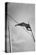 Pole Vaulter Don Bragg Setting World Pole Vault Record-Grey Villet-Premier Image Canvas