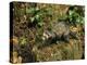 Polecat Ferret, Warwickshire, England, United Kingdom, Europe-Rainford Roy-Premier Image Canvas