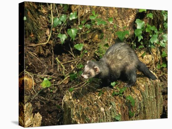 Polecat Ferret, Warwickshire, England, United Kingdom, Europe-Rainford Roy-Premier Image Canvas