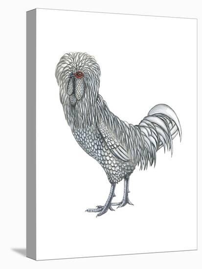 Polish (Gallus Gallus Domesticus), Rooster, Poultry, Birds-Encyclopaedia Britannica-Stretched Canvas