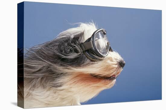 Polish Lowland SheepWearing Goggles in Wind-null-Premier Image Canvas