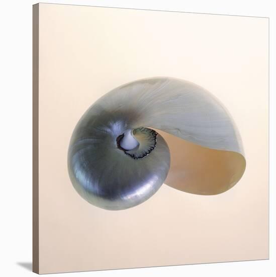 Polished Nautilus-Tom Artin-Stretched Canvas